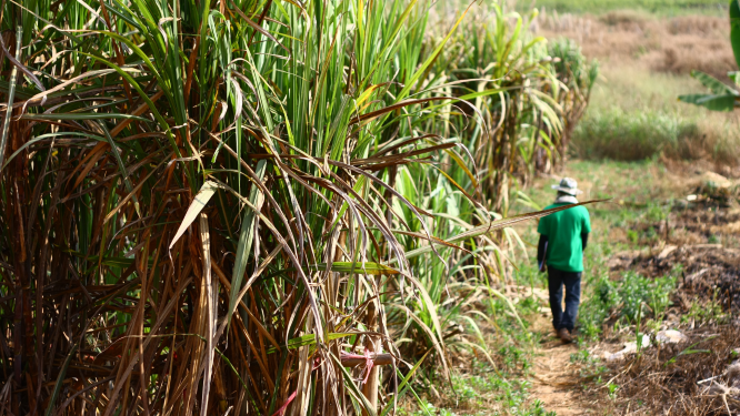 Petani